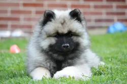 Německý špic vlčí / keeshond prodám štěňata s PP