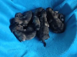 Německý špic vlčí / keeshond prodám štěňata s PP