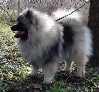 Německý špic vlčí / keeshond prodám štěňata s PP