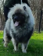 Německý špic vlčí / keeshond prodám štěňata s PP