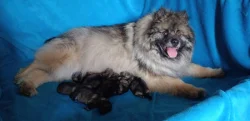 Německý špic vlčí / keeshond prodám štěňata s PP