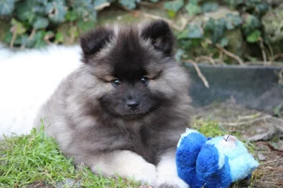 Německý špic vlčí / keeshond prodám štěňata s PP