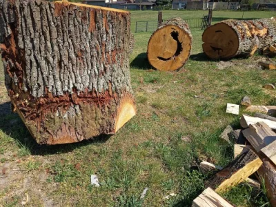 Palivové dřevo ,kmeny pro kutily i řezbáře.