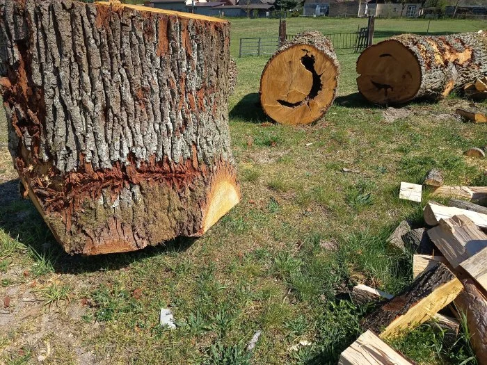 Palivové dřevo ,kmeny pro kutily i řezbáře.