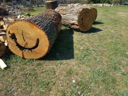 Palivové dřevo ,kmeny pro kutily i řezbáře.