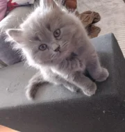 Britský modrý kocourek