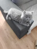 Britský modrý kocourek