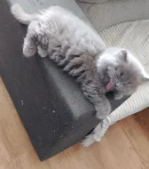 Britský modrý kocourek