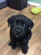 Prodáme štěňata labradorského retrívra