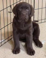 Prodáme štěňata labradorského retrívra