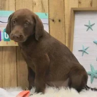 Prodáme štěňata labradorského retrívra