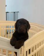 Prodáme štěňata labradorského retrívra