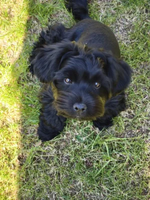 Nádherný kříženec jorkšír