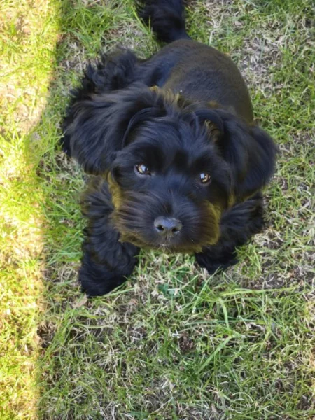 Nádherný kříženec jorkšír