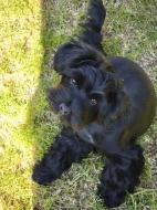 Nádherný kříženec jorkšír