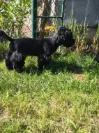 Nádherný kříženec jorkšír