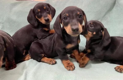 Hladkosrstý trpasličí jezevčík