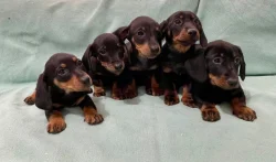 Hladkosrstý trpasličí jezevčík