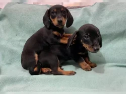 Hladkosrstý trpasličí jezevčík