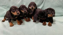 Hladkosrstý trpasličí jezevčík