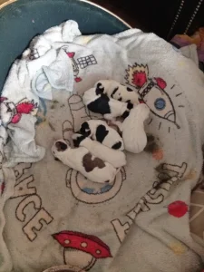 Jack Russell teriér sparson terierem