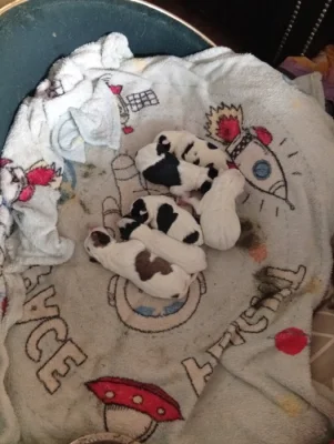 Jack Russell teriér sparson terierem