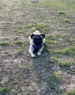 Arnie – roční mops s PP hledá novou milující rodinu