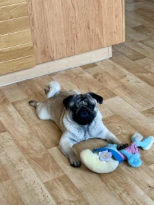 Arnie – roční mops s PP hledá novou milující rodinu