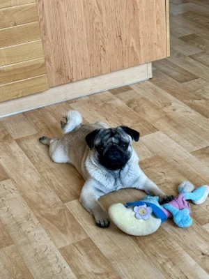 Arnie – roční mops s PP hledá novou milující rodinu