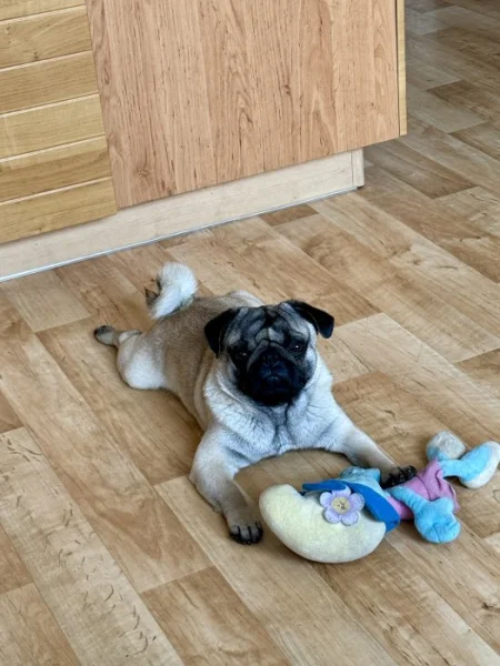 Arnie – roční mops s PP hledá novou milující rodinu