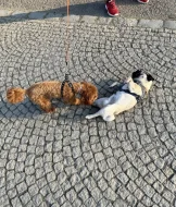 Arnie – roční mops s PP hledá novou milující rodinu