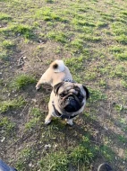 Arnie – roční mops s PP hledá novou milující rodinu