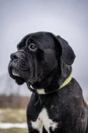 Darujeme nalezeného křížence cane corso