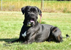 Darujeme nalezeného křížence cane corso