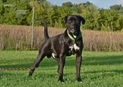 Darujeme nalezeného křížence cane corso