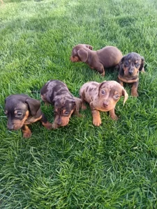 Jezevčík hladkosrstý trpasličí bez PP