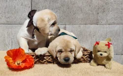 Štěňata labradorského retrievera