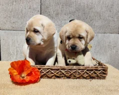 Štěňata labradorského retrievera