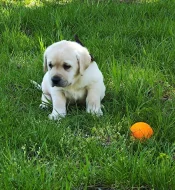 Štěňata labradorského retrievera