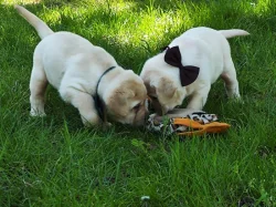 Štěňata labradorského retrievera