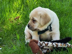 Štěňata labradorského retrievera