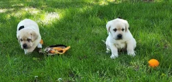Štěňata labradorského retrievera