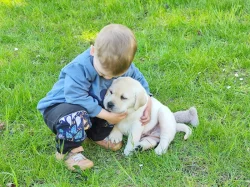 Štěňata labradorského retrievera