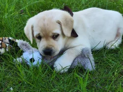 Štěňata labradorského retrievera