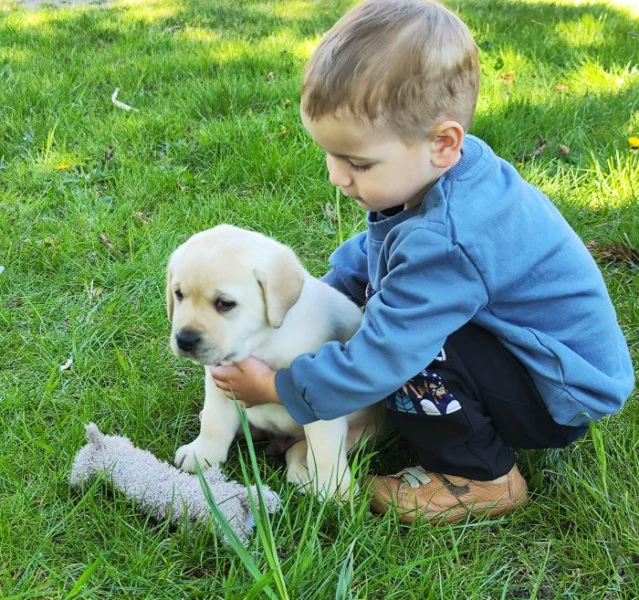 Štěňata labradorského retrievera