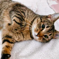 Kočička Gábinka hledá nový domov