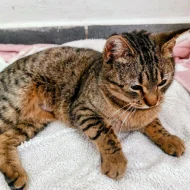 Kočička Gábinka hledá nový domov