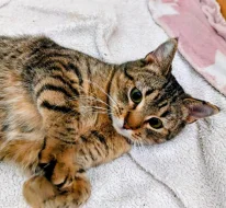 Kočička Gábinka hledá nový domov