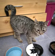 Kočička Gábinka hledá nový domov