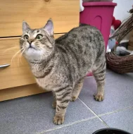 Kočička Gábinka hledá nový domov